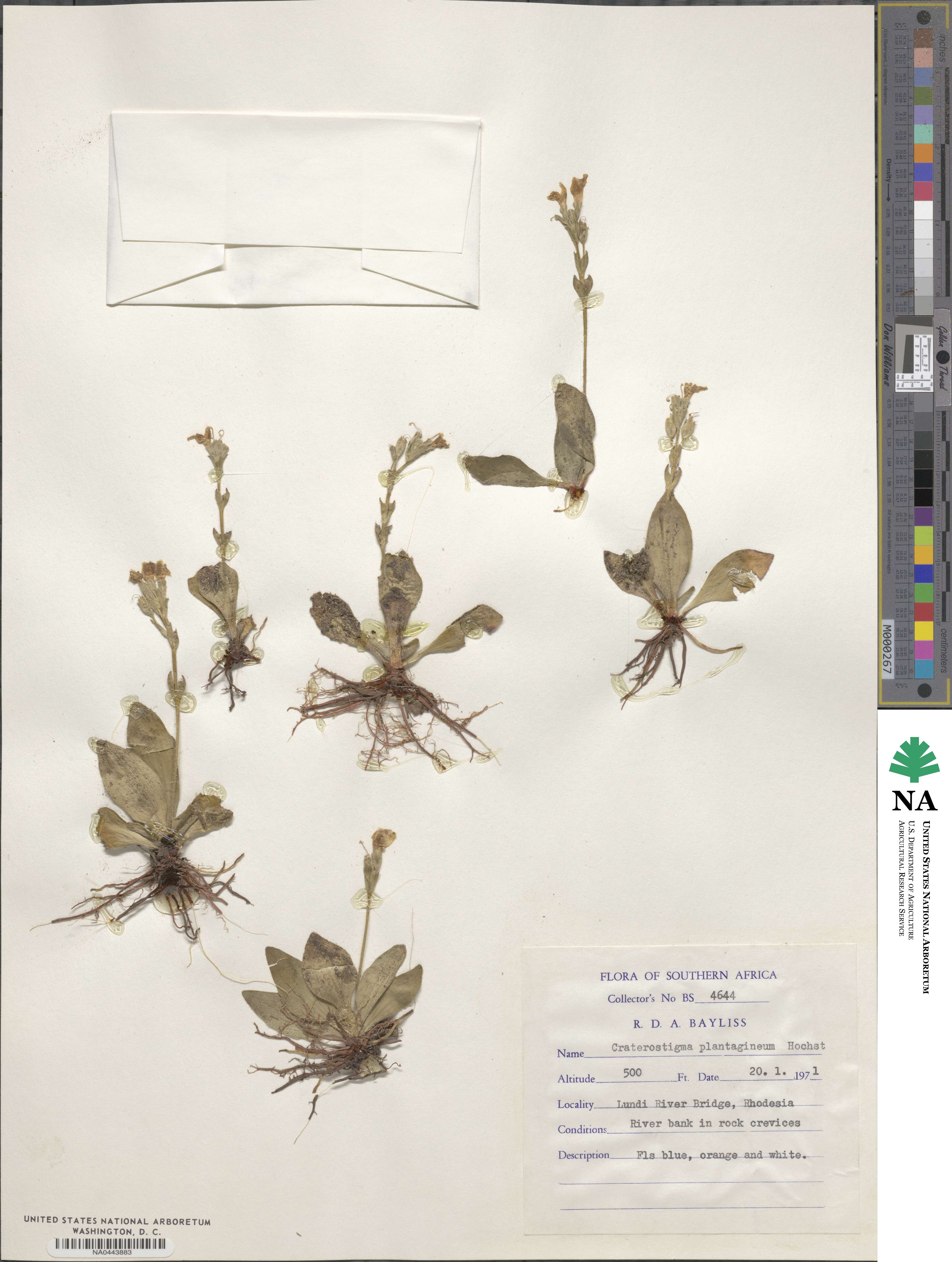 Craterostigma plantagineum image