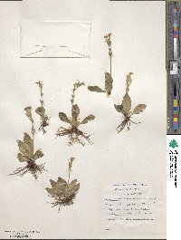 Craterostigma plantagineum image