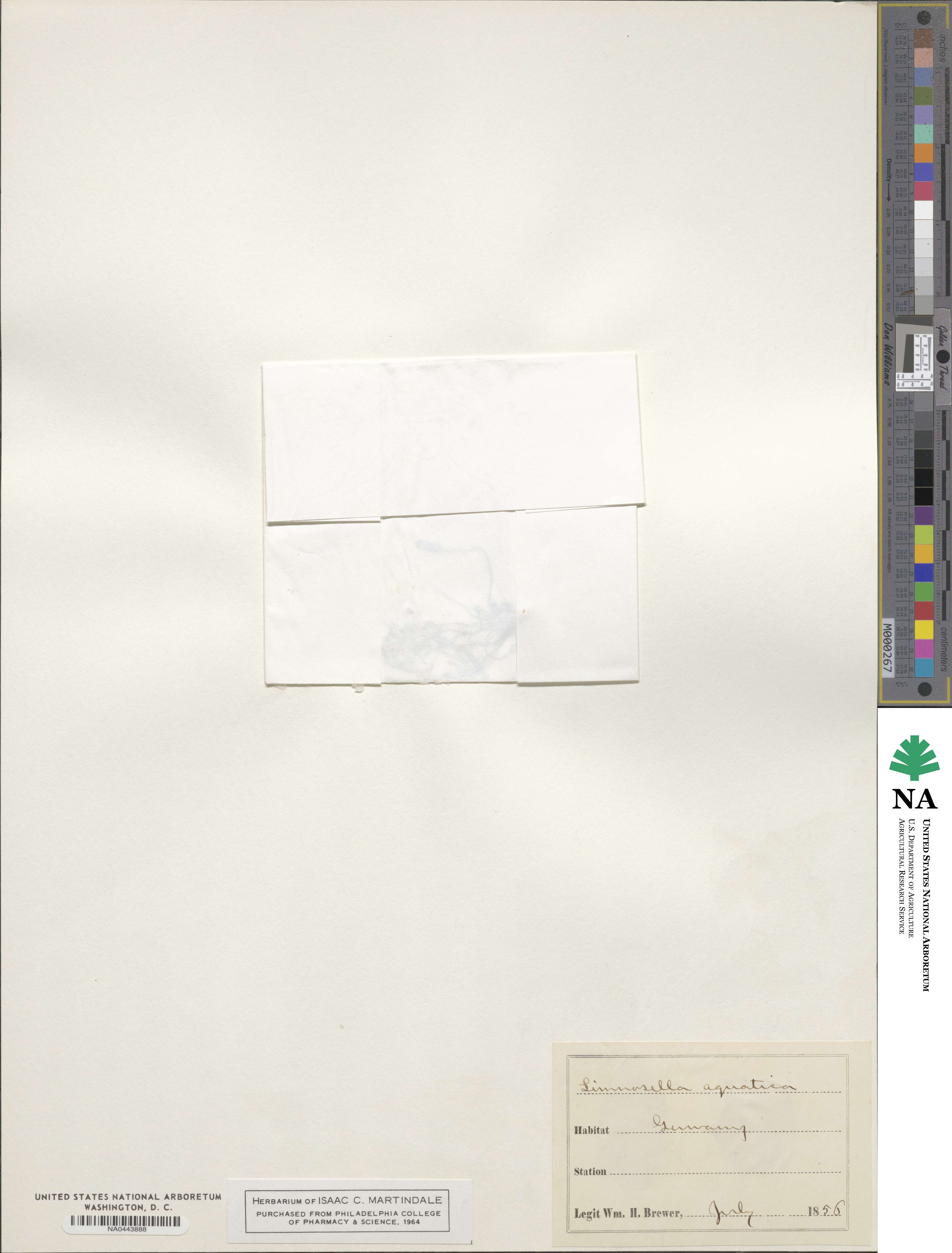 Limosella aquatica image