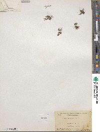 Limosella aquatica image