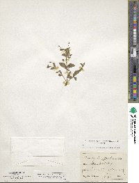 Lindernia procumbens image