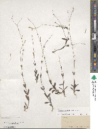 Lindernia monticola image