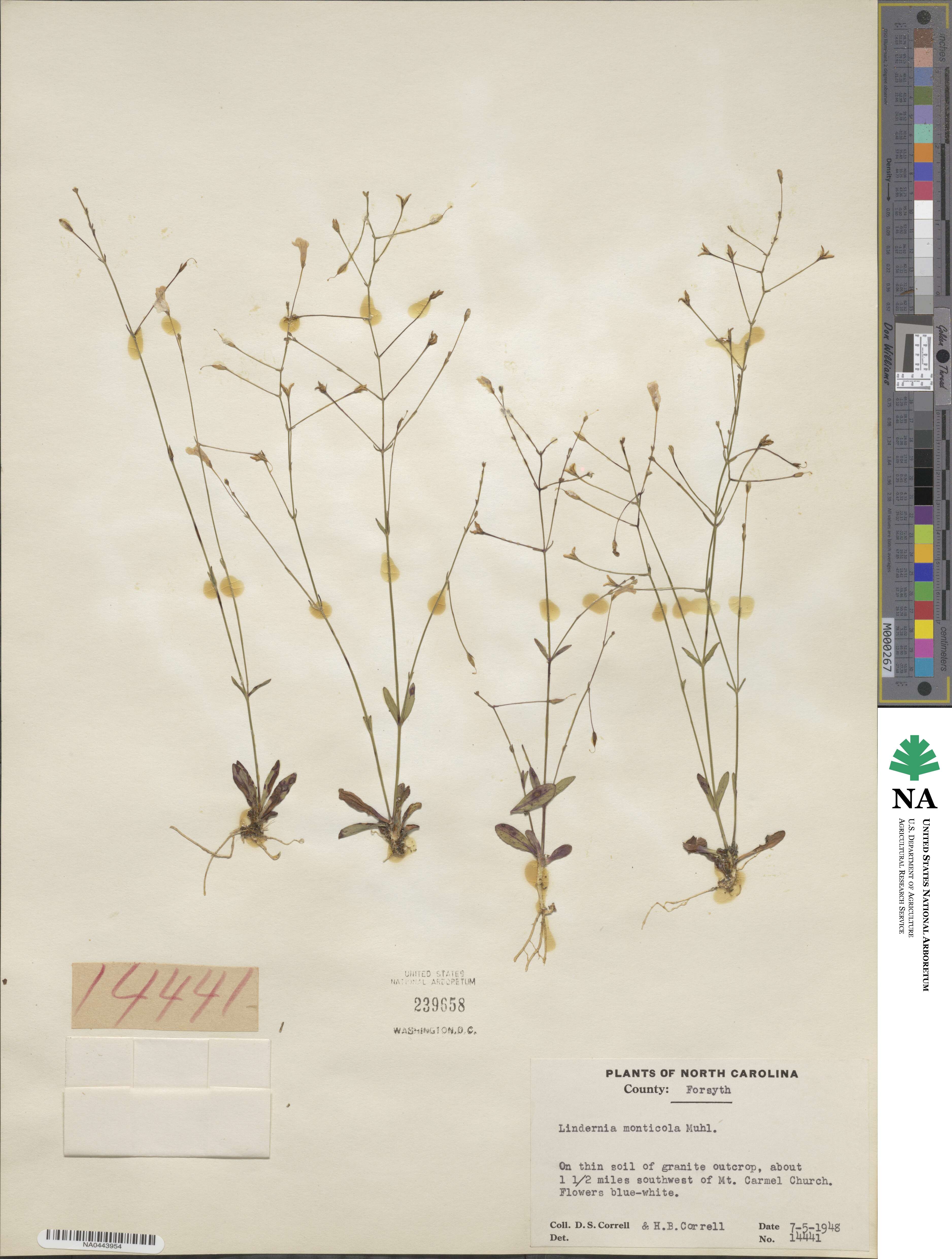 Lindernia monticola image