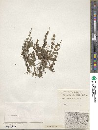 Lindernia grandiflora image