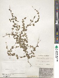 Lindernia grandiflora image