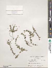 Lindernia grandiflora image