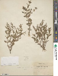 Lindernia dubia image