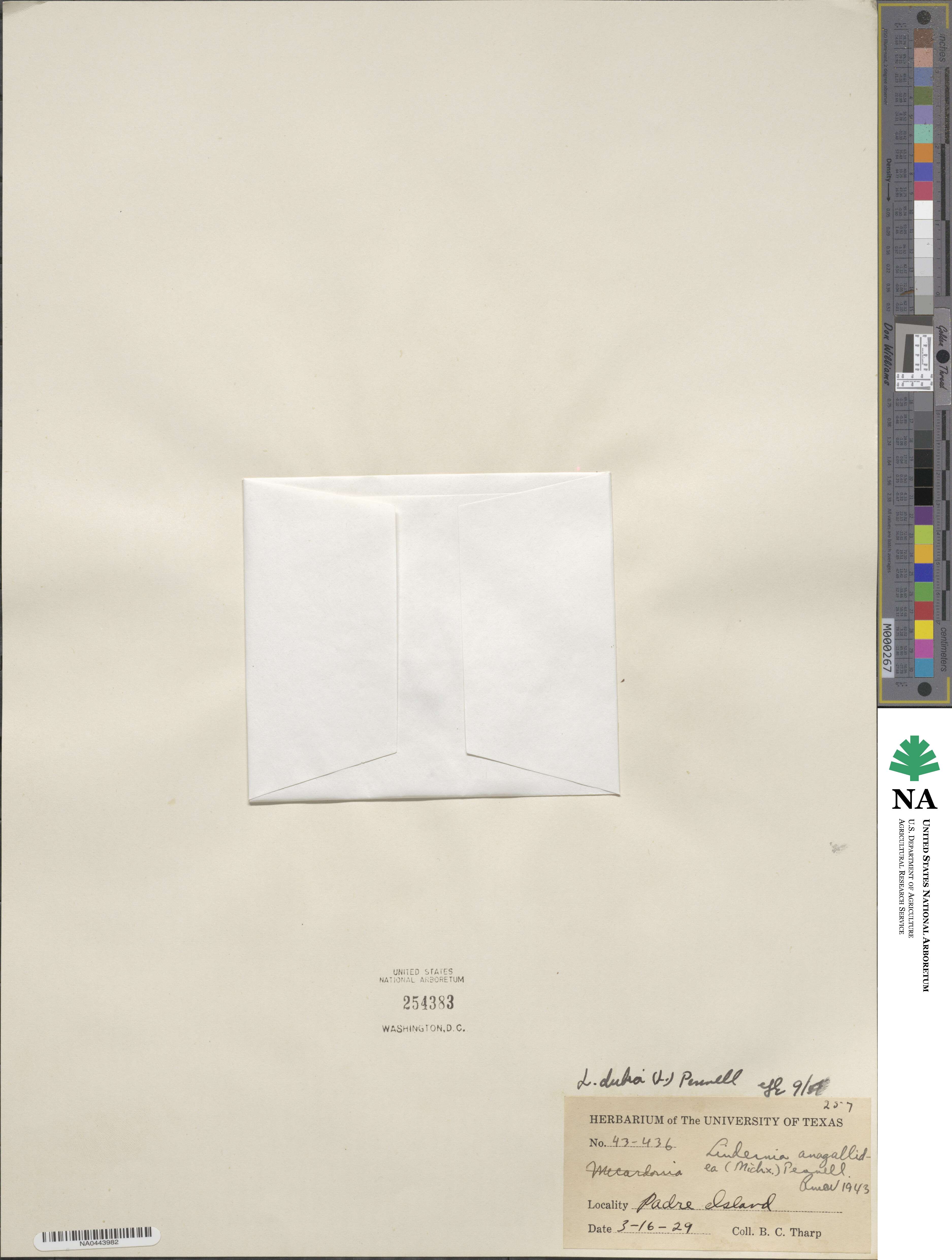 Lindernia dubia image