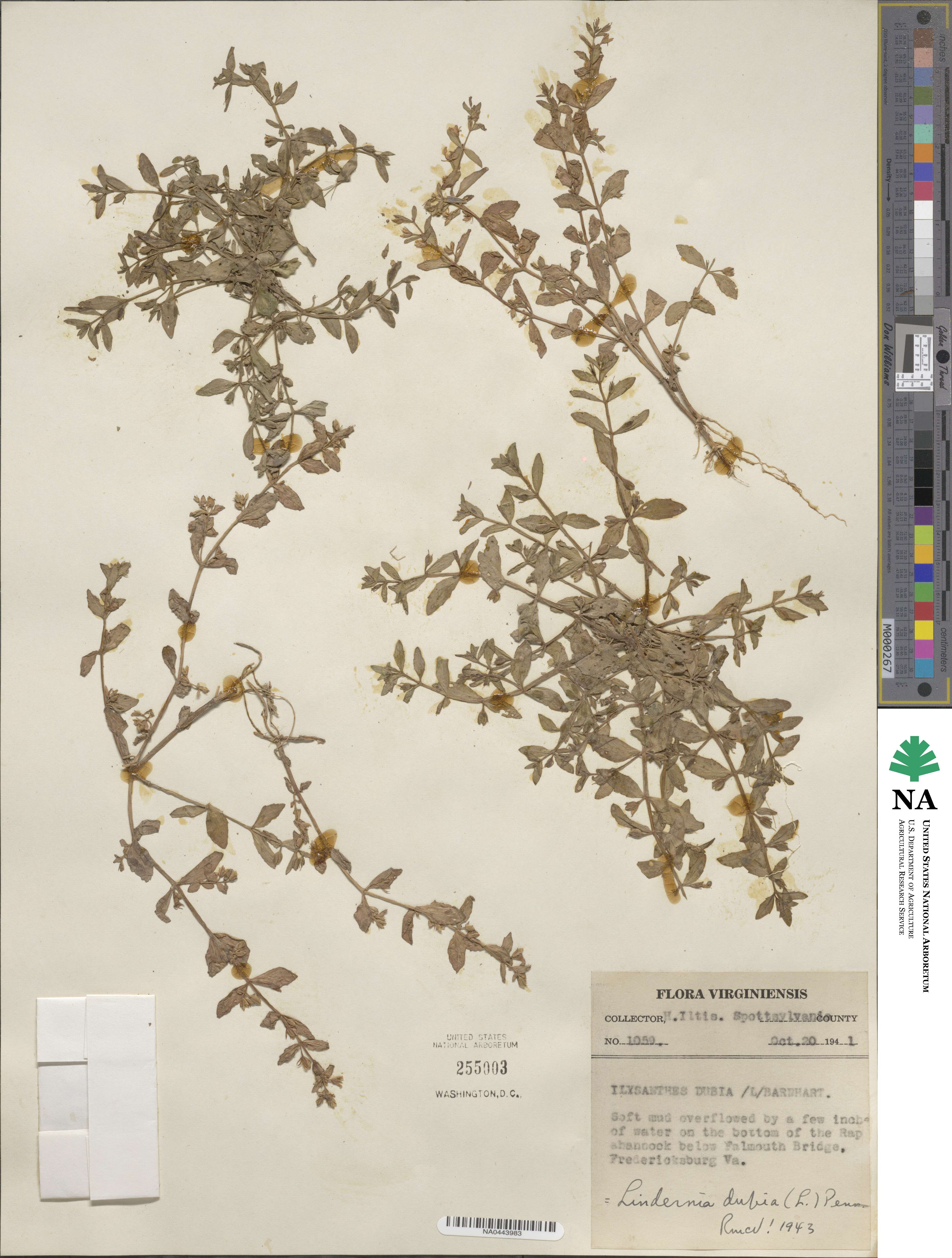 Lindernia dubia image