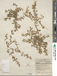 Lindernia dubia image