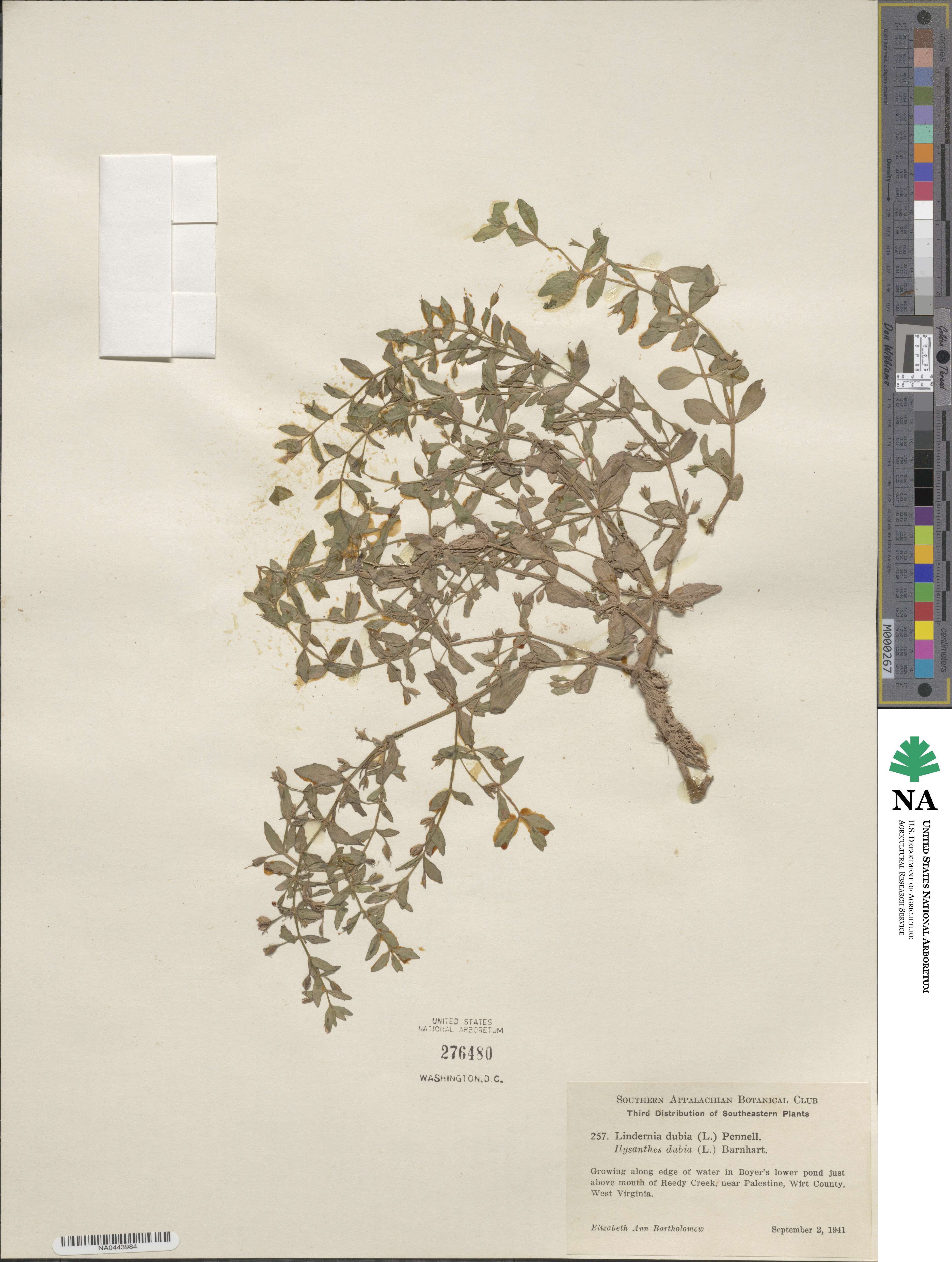 Lindernia dubia image