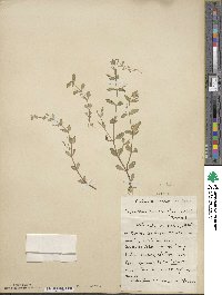 Lindernia dubia image