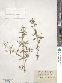 Lindernia dubia image