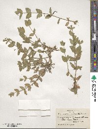 Lindernia dubia image