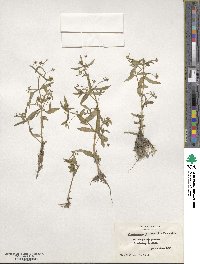 Lindernia dubia image