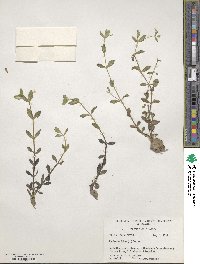 Lindernia dubia image