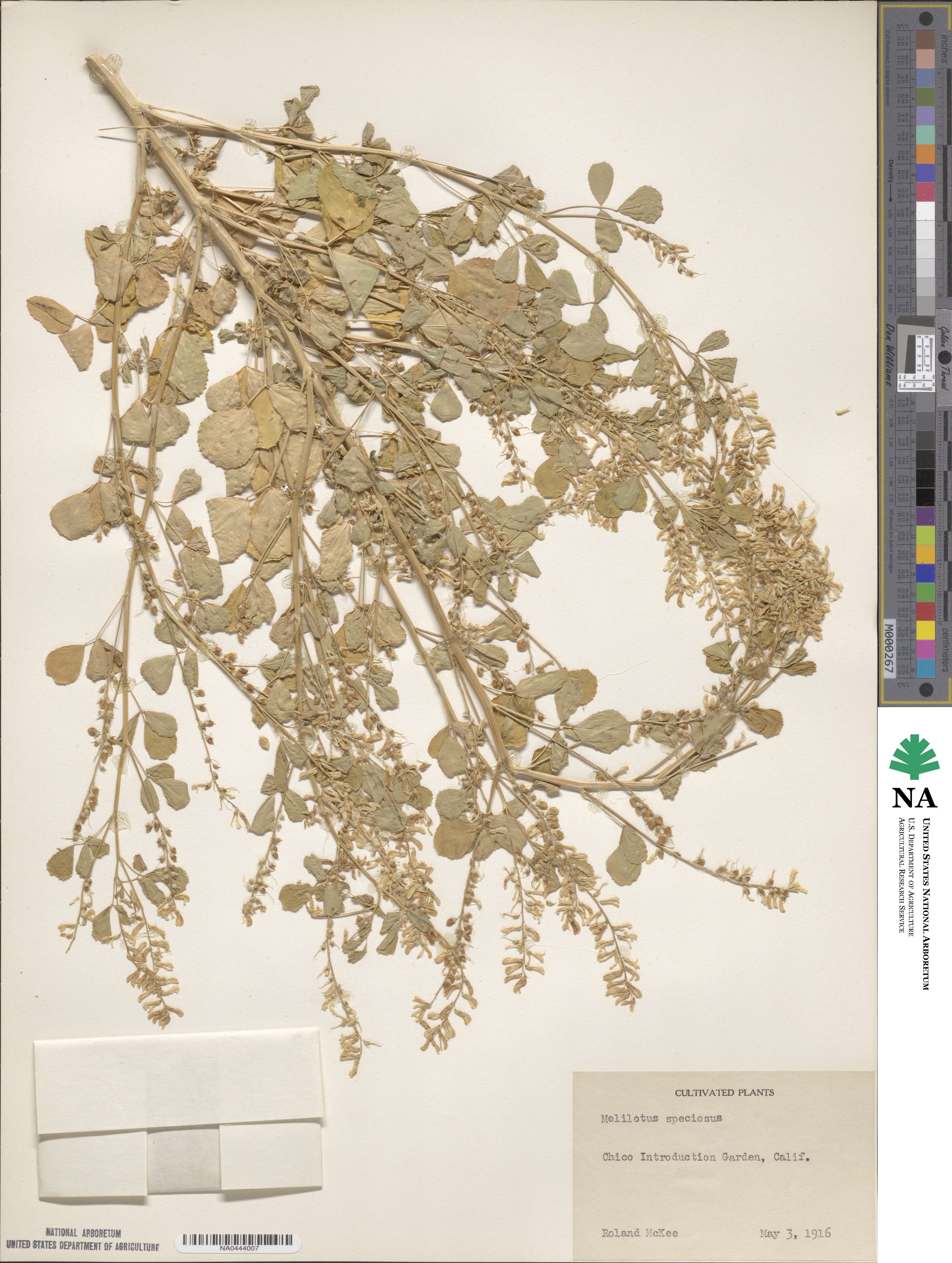 Melilotus speciosus image