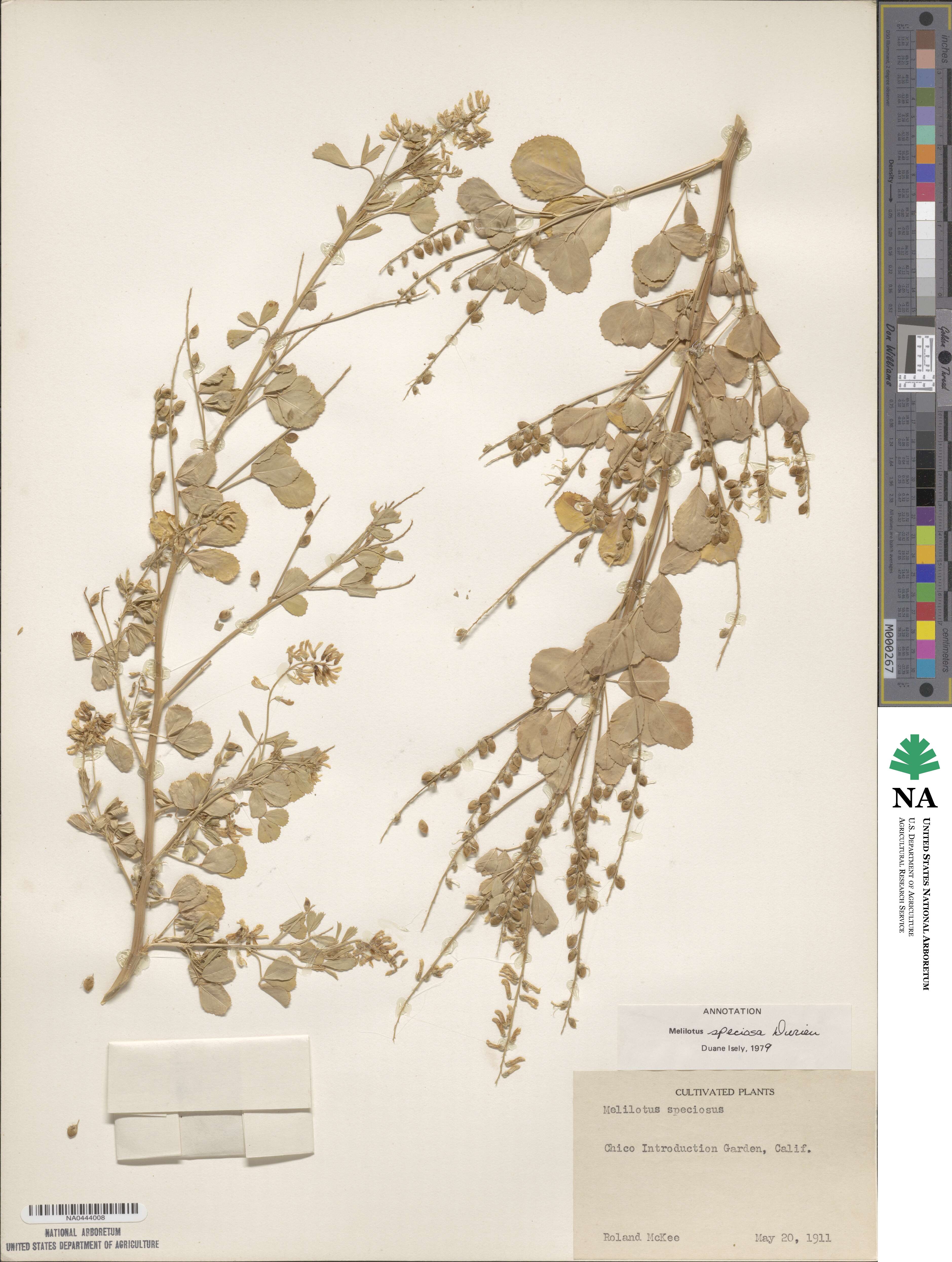 Melilotus speciosus image