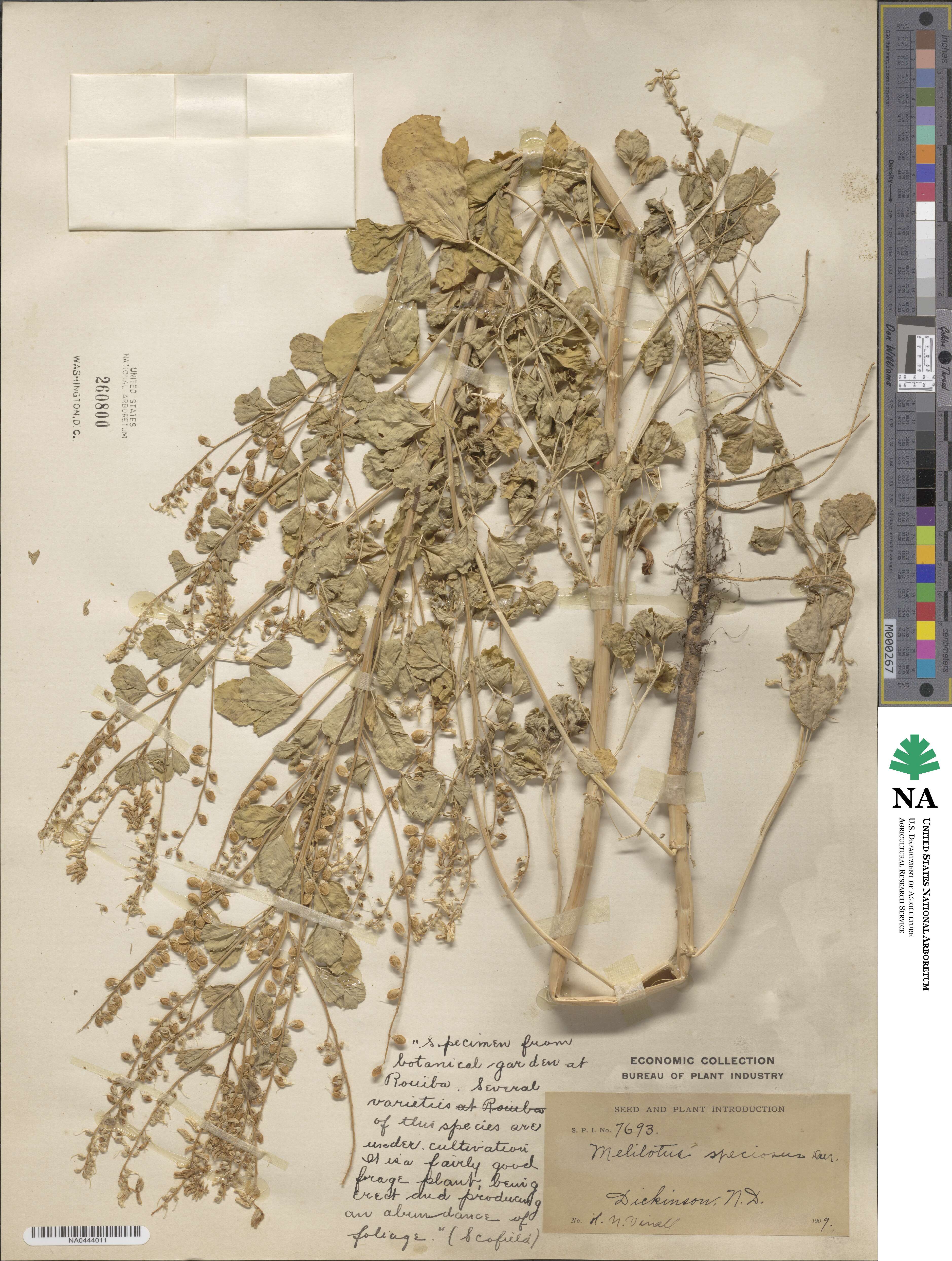 Melilotus speciosus image