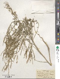 Melilotus suaveolens image