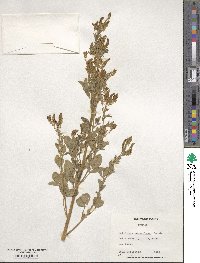 Melilotus suaveolens image