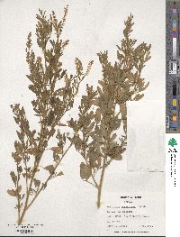 Melilotus suaveolens image