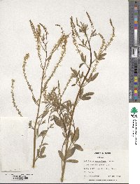 Melilotus suaveolens image