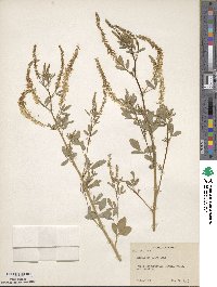 Melilotus suaveolens image