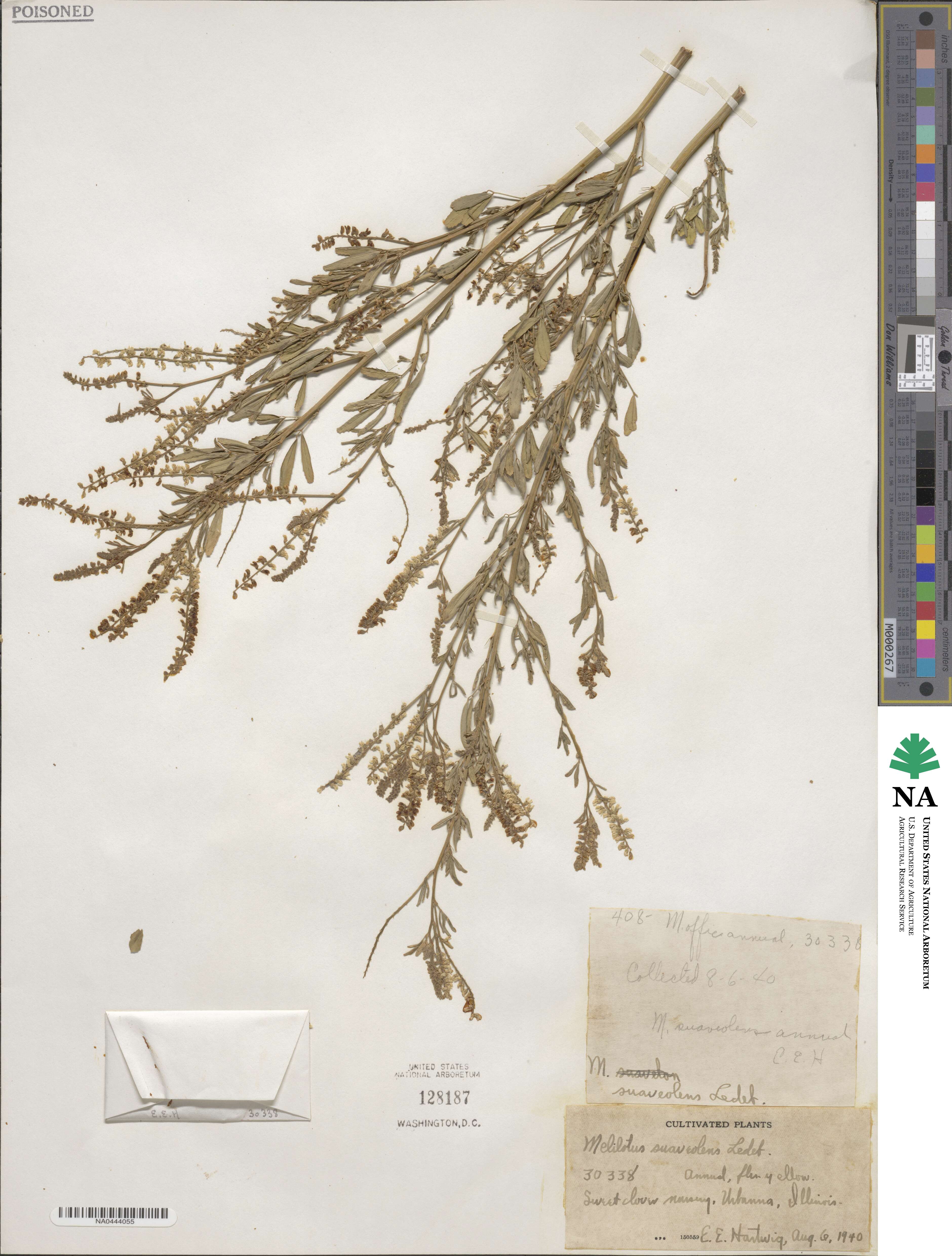 Melilotus suaveolens image