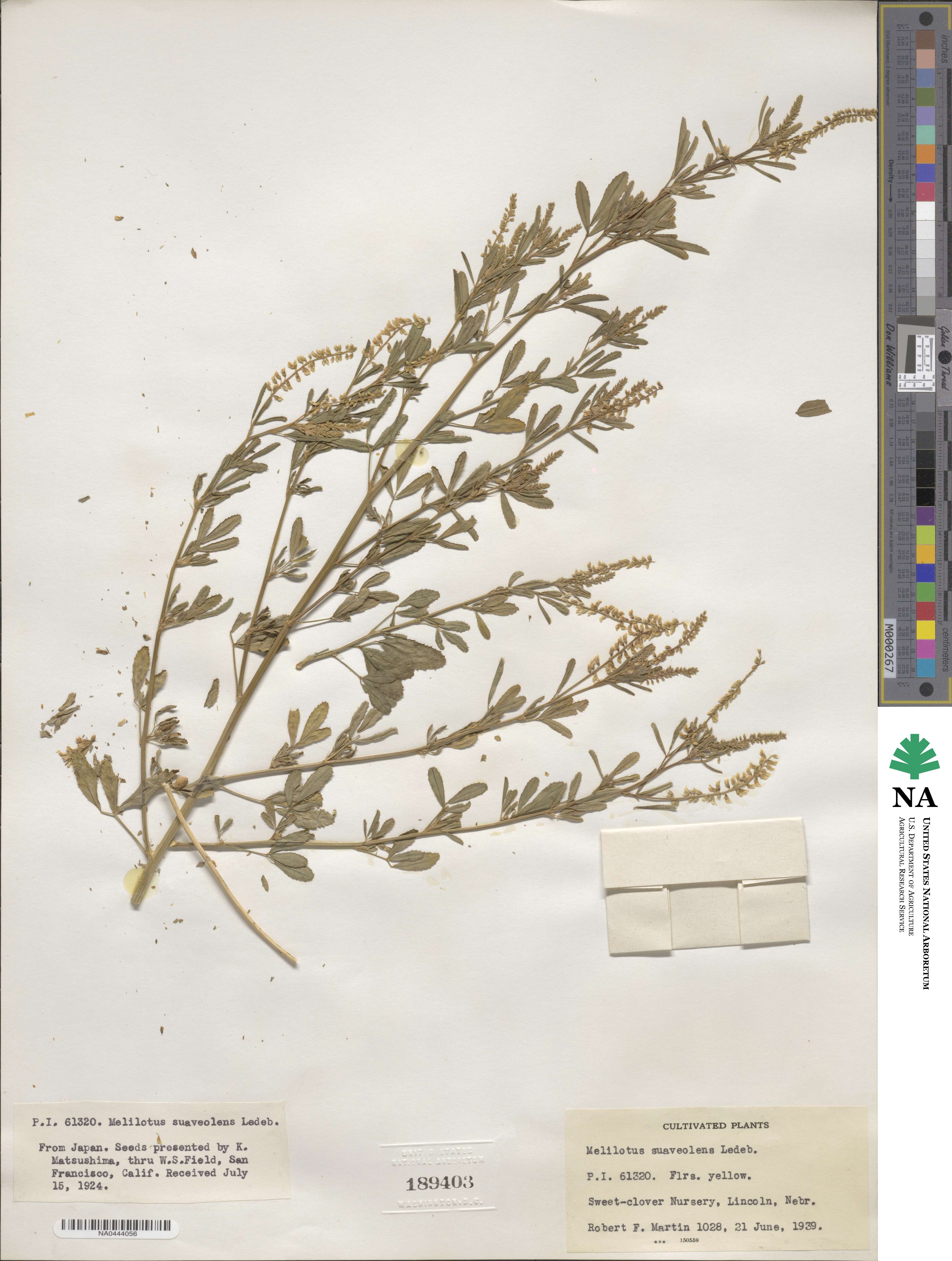 Melilotus suaveolens image