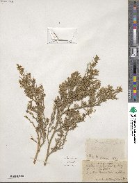 Melilotus suaveolens image