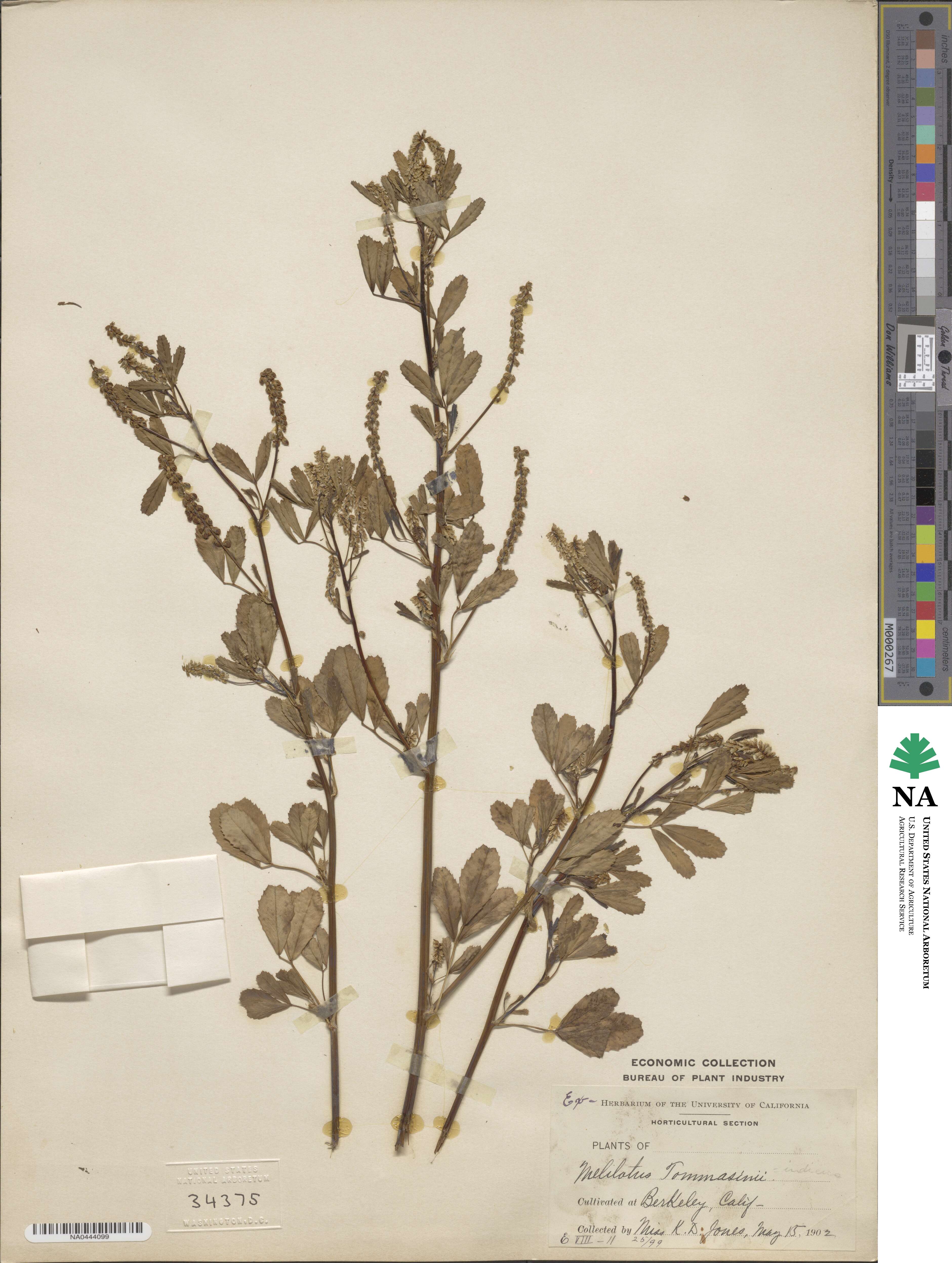 Melilotus indicus image