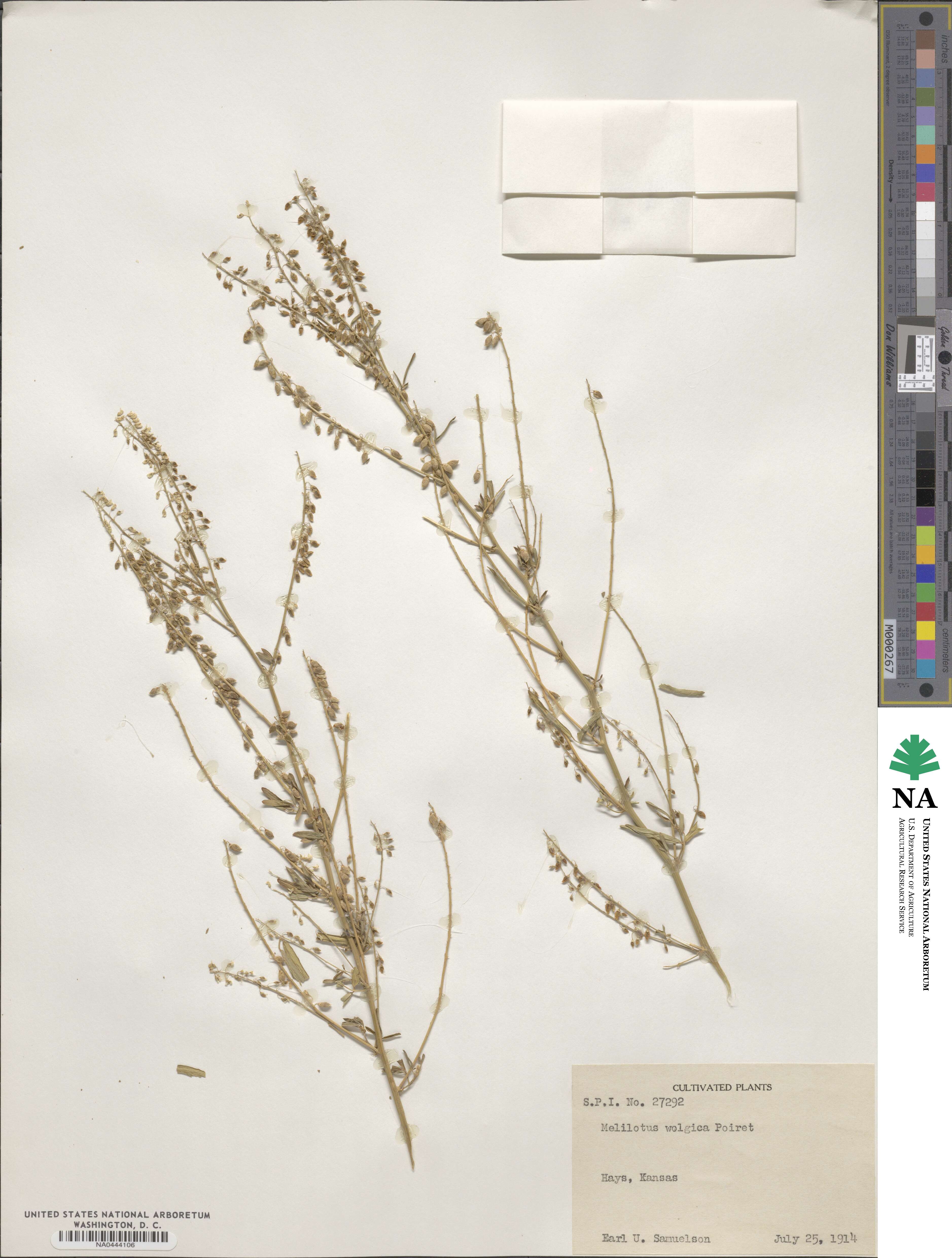 Melilotus wolgicus image