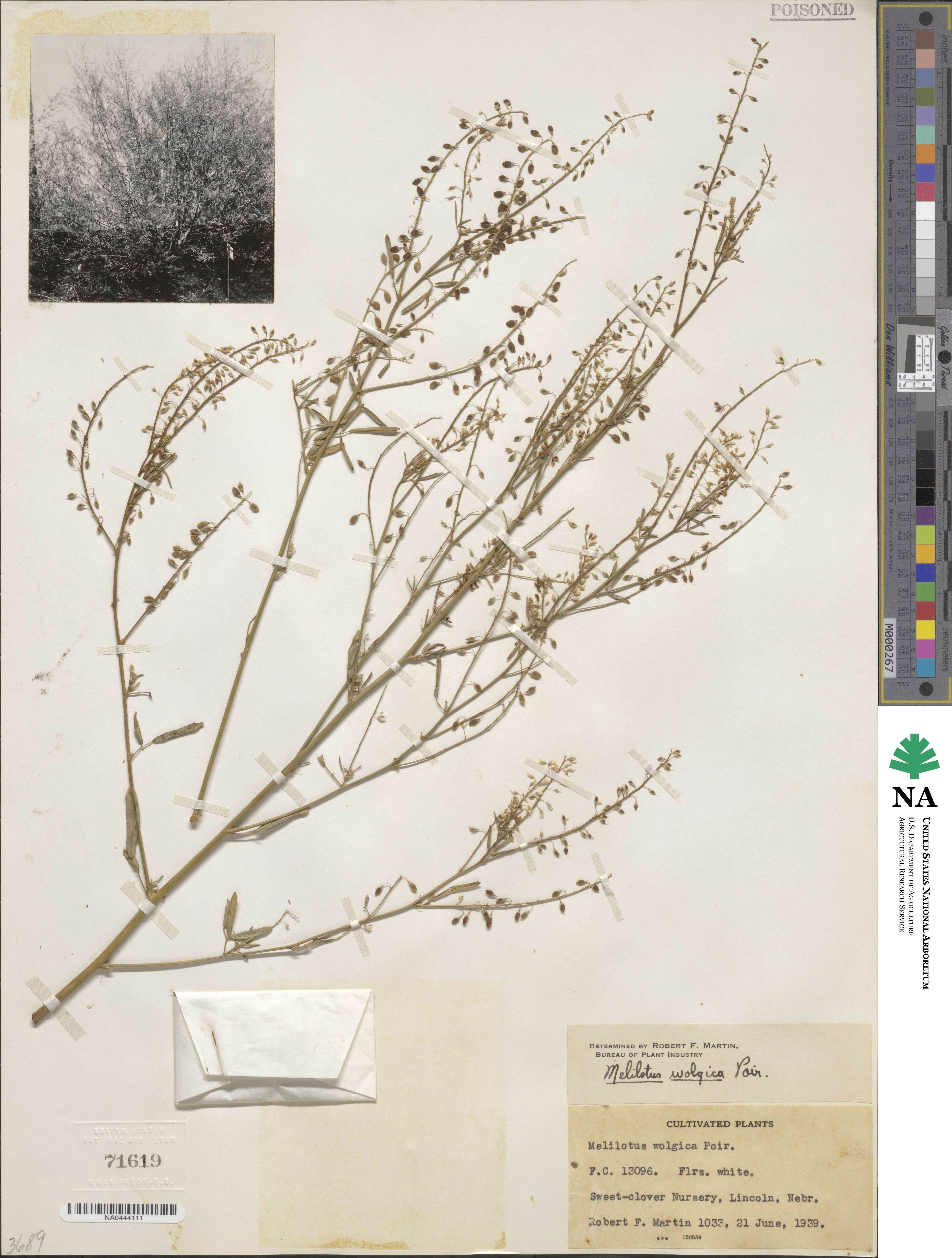 Melilotus wolgicus image