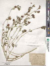 Trifolium aureum image