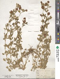 Trifolium aureum image