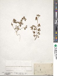 Trifolium aureum image