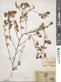 Trifolium aureum image