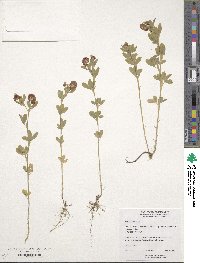 Trifolium aureum image