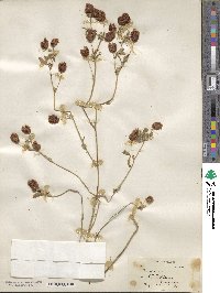 Trifolium aureum image