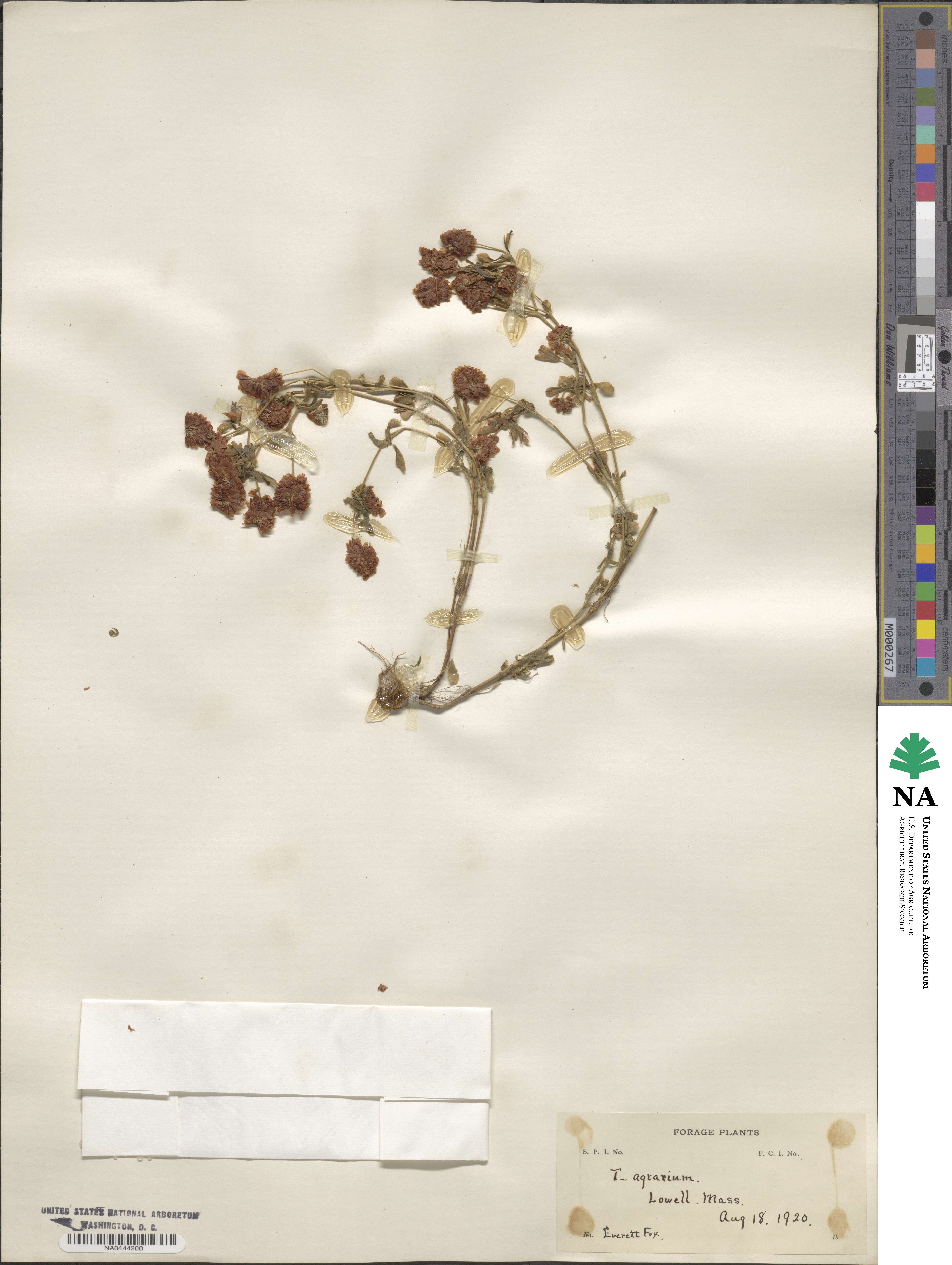 Trifolium aureum image