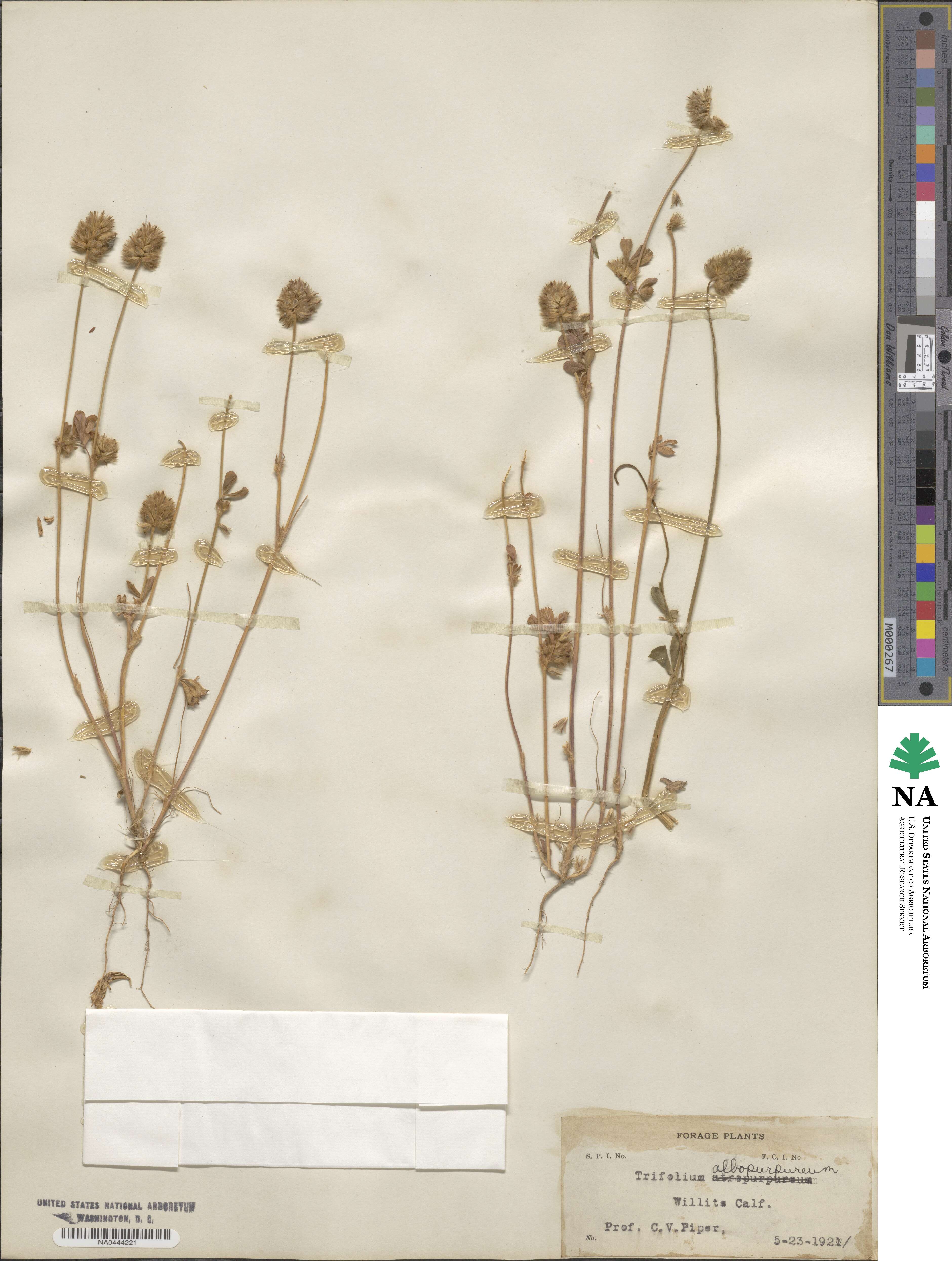 Trifolium albopurpureum image