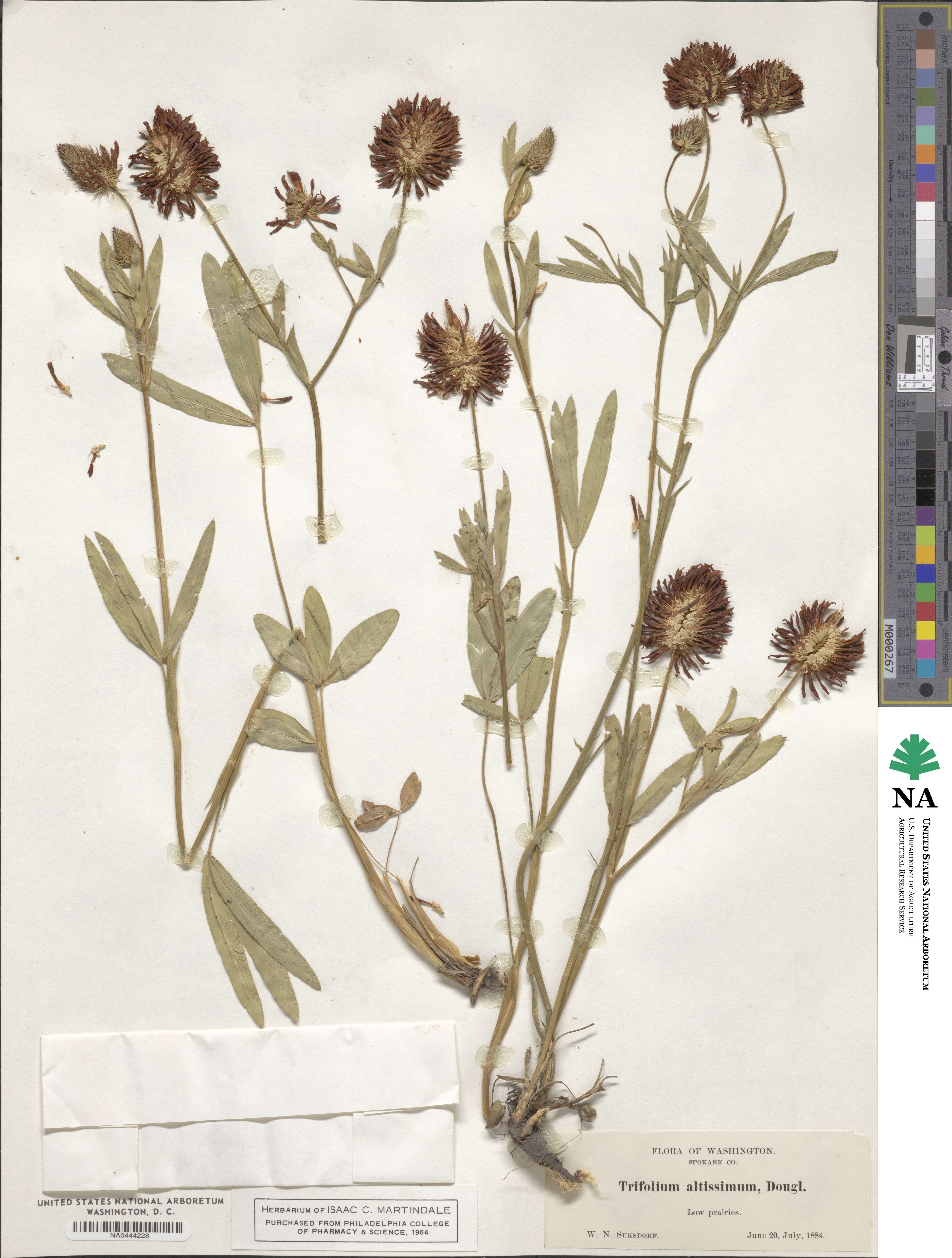 Trifolium altissimum image