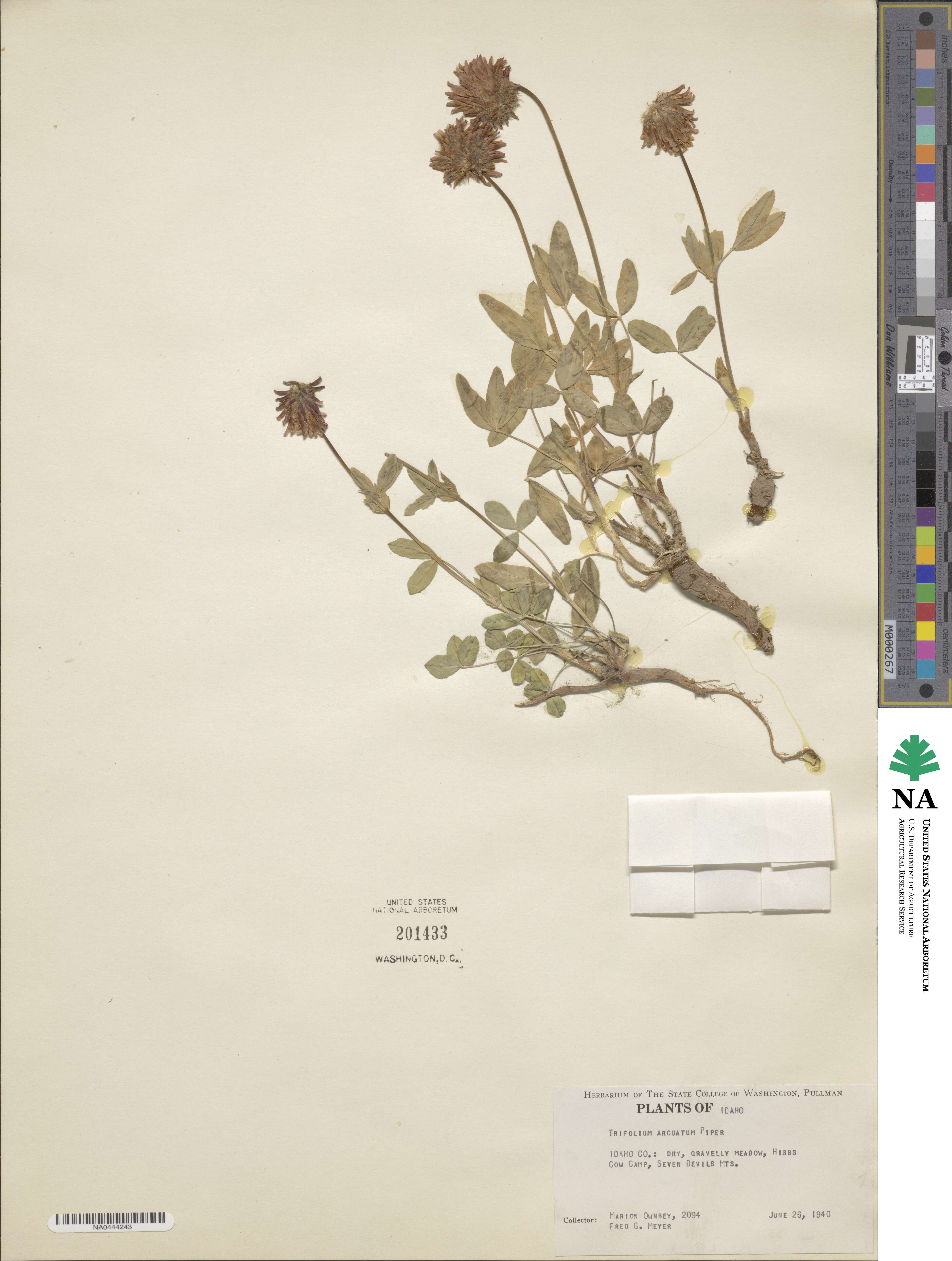 Trifolium eriocephalum subsp. arcuatum image