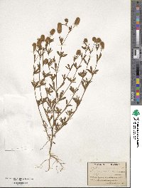 Trifolium arvense image