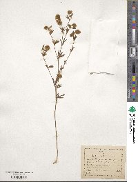 Trifolium arvense image