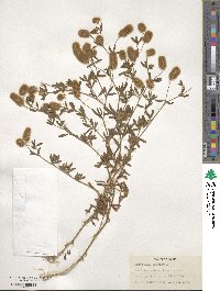 Trifolium arvense image