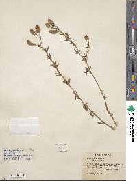 Trifolium arvense image