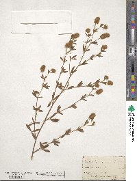 Trifolium arvense image