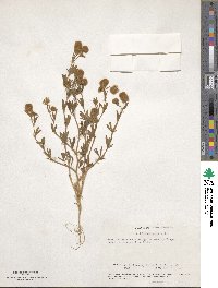 Trifolium arvense image